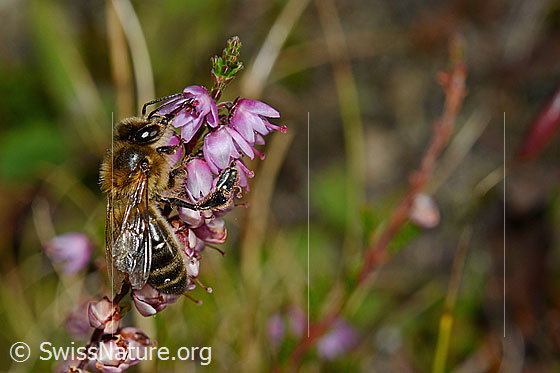 Photo: Apis mellifera on Calluna vulgaris. Length 11 - 13mm. View from diagonally above.
