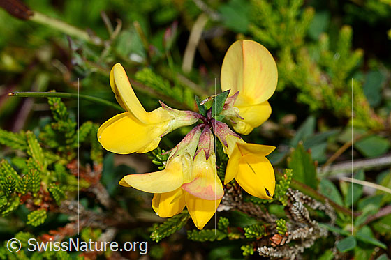 Foto: Gewöhnlicher Hornklee (Lotus corniculatus). Blüten.
