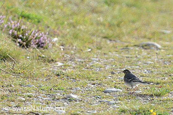 Foto: Junge Bachstelze (Motacilla alba). Ansicht von der Seite.