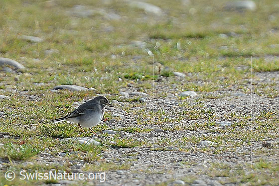 Foto: Junge Bachstelze (Motacilla alba). Ansicht von der Seite.