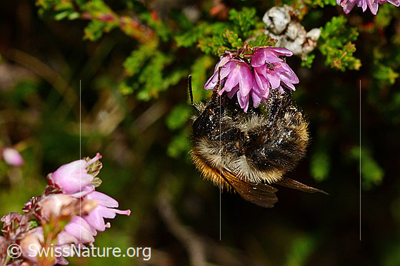 Foto: Ackerhummel (Bombus pascuorum) an Besenheide (Calluna vulgaris). Länge 9 - 15mm. Ansicht von der Seite.