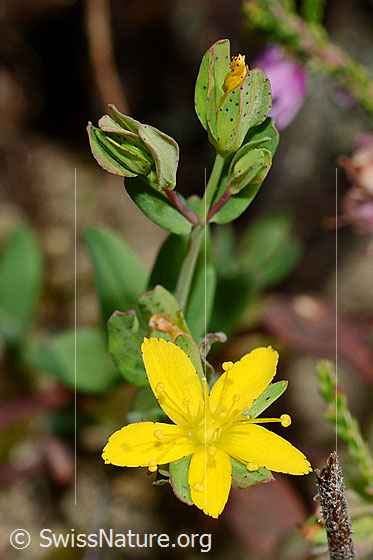 Foto: Geflecktes Johanniskraut (Hypericum maculatum). Blüte, Knospe, Stängel und Blätter.