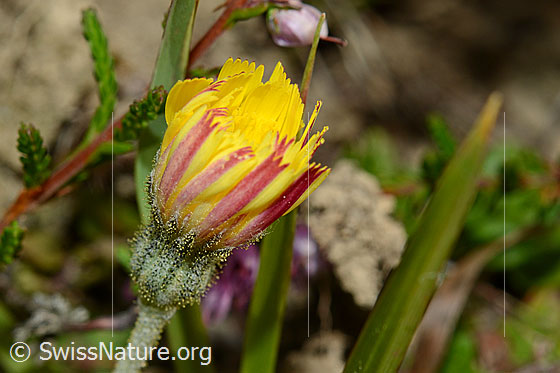 Photo: Probably Hieracium pilosella. Closed blossom. View from the side.