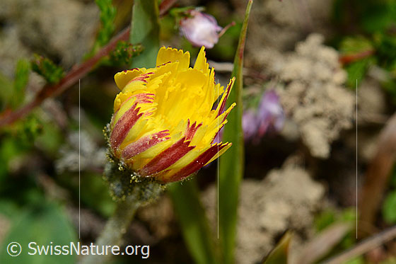 Photo: Probably Hieracium pilosella. Closed blossom. View from the side above.