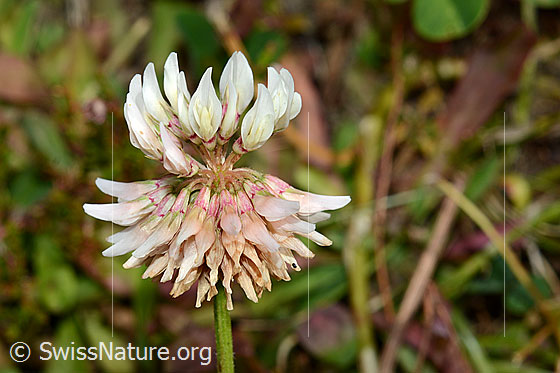 Foto: Kriechender Klee (Trifolium repens). Blüten.