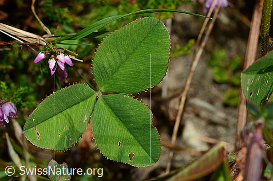 Foto: Kriechender Klee (Trifolium repens). Blätter.
