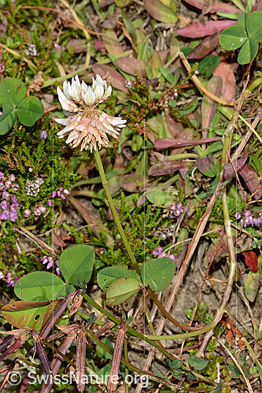 Foto: Kriechender Klee (Trifolium repens). Ganze Pflanze (Habitus)