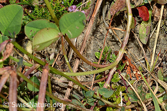 Foto: Kriechender Klee (Trifolium repens). Kriechende Stängel und Blätter.