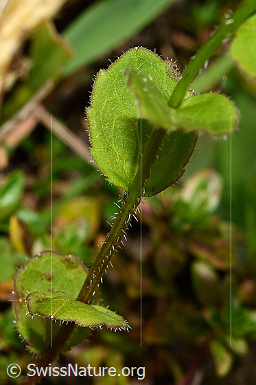 Foto: Rautenblättrige Glockenblume (Campanula rhomboidalis). Stangel und Blätter.