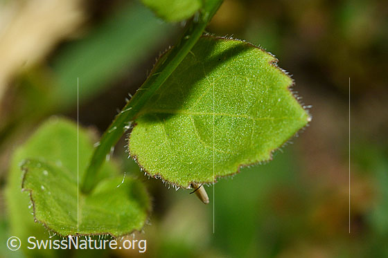Foto: Rautenblättrige Glockenblume (Campanula rhomboidalis). Stängel und Blätter.