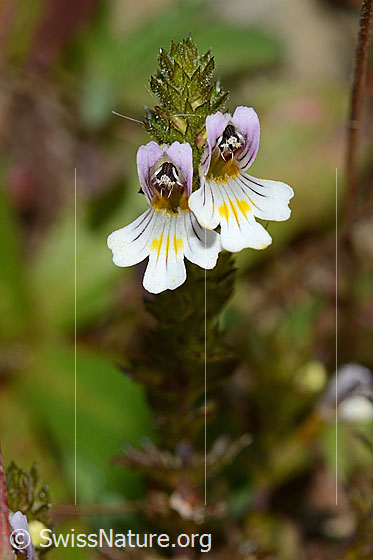 Foto: Gebräuchlicher Augentrost (Euphrasia rostkoviana). Blüten.