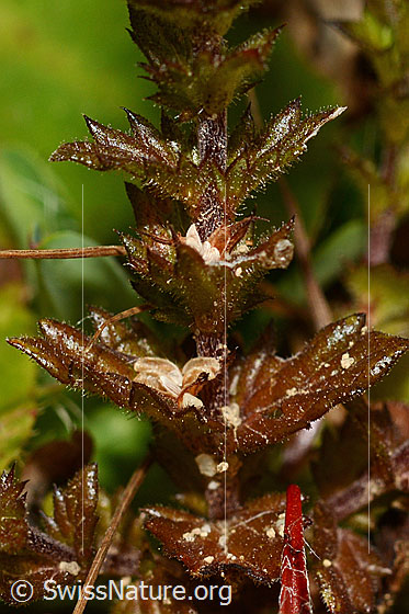 Foto: Gebräuchlicher Augentrost (Euphrasia rostkoviana). Blätter und Stängel..