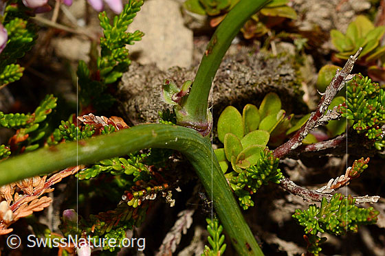 Foto: Wiesen-Ferkelkraut (Hypochaeris radicata). Stängel.