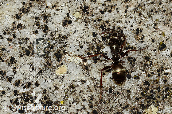 Foto: Wahrscheinlich Rote Waldameise (Formica rufa). Länge 4 - 9mm. Ansicht von oben.