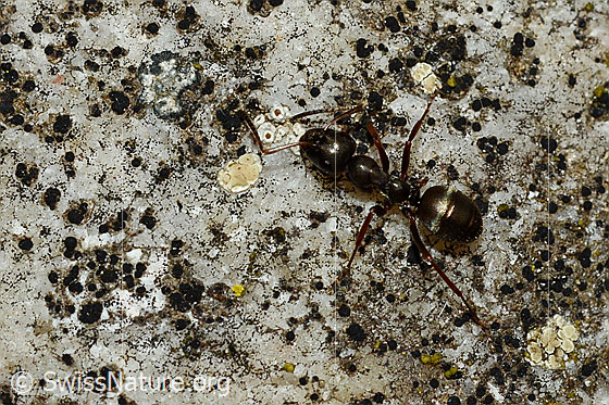 Photo: Probably Formica rufa. Length 4 - 9mm. View from above.