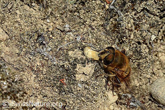 Foto: Mistbiene (Eristalis tenax). Männchen. Ansicht von schräg vorne.