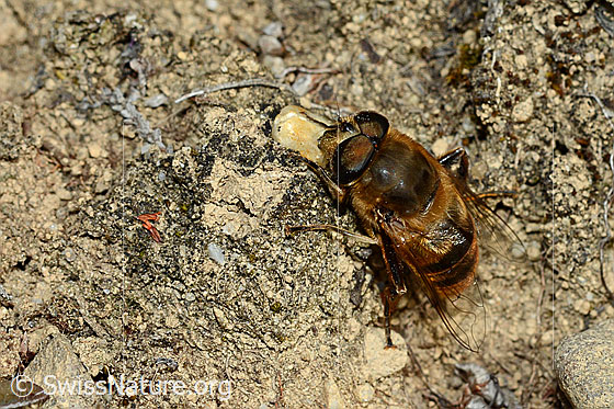 Foto: Mistbiene (Eristalis tenax). Männchen. Ansicht von schräg oben.