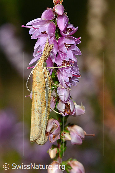 Agriphila tristella an Besenheide (Calluna vulgaris)