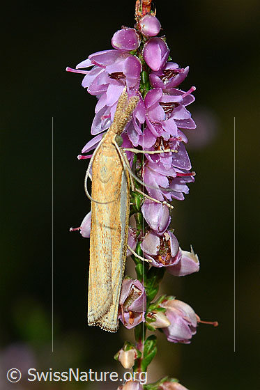 Foto: Wahrscheinlich Agriphila tristella an Besenheide (Calluna vulgaris). Ansicht von seitlich oben.