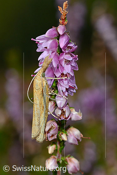 Foto: Wahrscheinlich Agriphila tristella an Besenheide (Calluna vulgaris). Ansicht von seitlich oben.