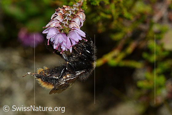 Foto: Steinhummel (Bombus lapidarius) an Besenheide (Calluna vulgaris). Länge 14 - 16mm. Ansicht von der Seite.