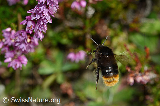 Foto: Steinhummel (Bombus lapidarius) im Anflug auf Besenheide (Calluna vulgaris). Länge 14 - 16mm. Ansicht von hinten.