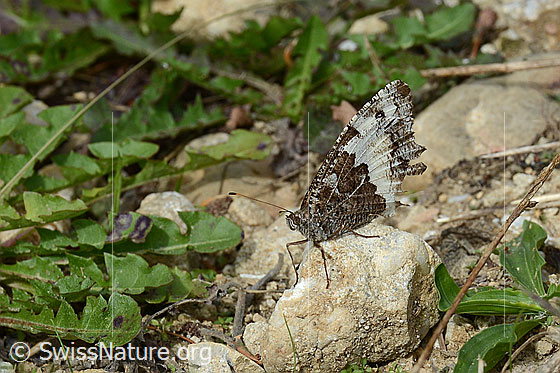 Foto: Weisser Waldportier (Brintesia circe). Flügel geschlossen. Ansicht von der Seite.
Umgebung: Alpweide, ca. 1250m ü.M.
Lat.: Brintesia circe
Familie: Nymphalidae (Edelfalter) 
Unterfamilie: Satyrinae (Augenfalter)
