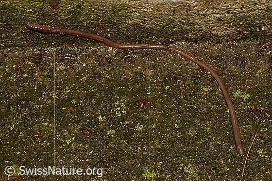 Foto: Regenwurm aus der Familie der Lumbricidae (Regenwürmer)