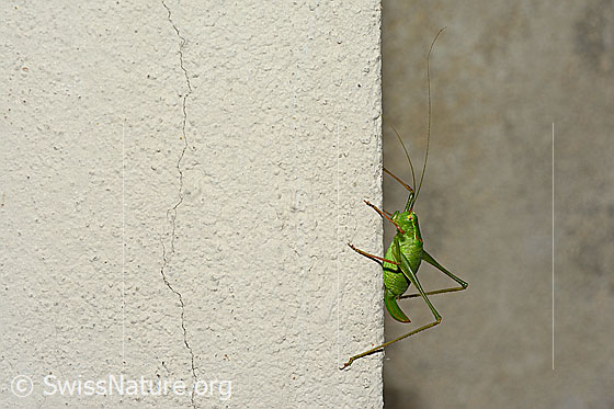 Foto: Punktierte Zartschrecke (Leptophyes punctatissima), Weibchen. Körperlänge ca. 13-17mm.
