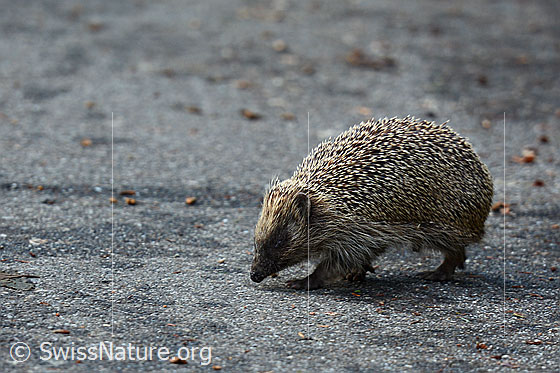 Braunbrustigel (Erinaceus europaeus)