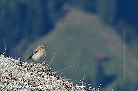 Foto: Steinschmätzer (Oenanthe oenanthe). Weibchen. Ansicht von schräg vorne.