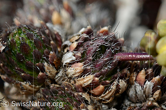 Foto: Hoppes Felsenblümchen (Draba hoppeana). Kugelige Rosettchen und Stängel.