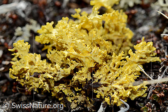 Foto: Gelbe Tartschenflechte (Vulpicida tubulosus)