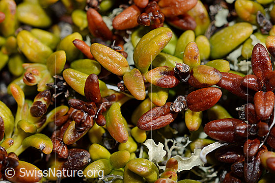 Foto: Alpenazalee (Loiseleuria procumbens). Blätter.