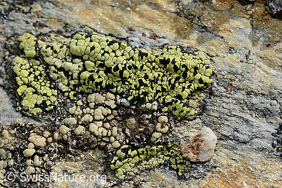 Gewöhnliche Landkartenflechte (Rhizocarpon geographicum)