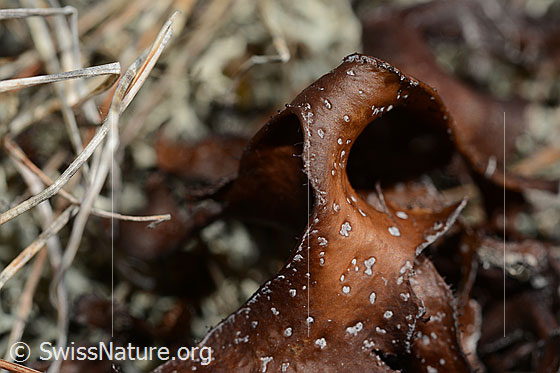 Photo: Cetraria islandica. Close-up.