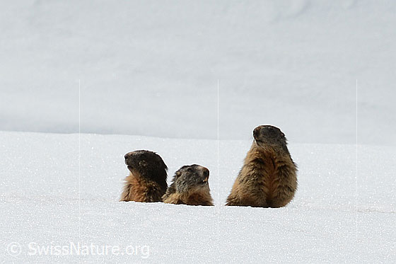 Foto: Murmeltiere (Marmota marmota). Eine Murmeltier-Familie beobachtet die Fotografen.