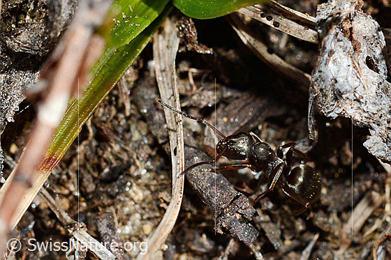 Foto: Formica lemani (Waldameise). Länge 4.5 - 6.5mm. Ansicht von schräg vorne.