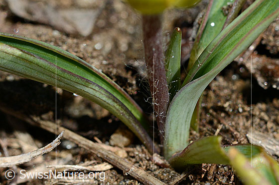 Foto: Pyrenäen-Hahnenfuss (Ranunculus kuepferi). Blätter und Stängel.