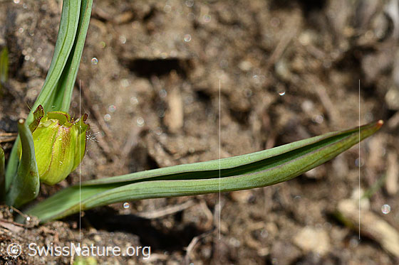 Foto: Pyrenäen-Hahnenfuss (Ranunculus kuepferi). Ganze Pflanze (Habitus).