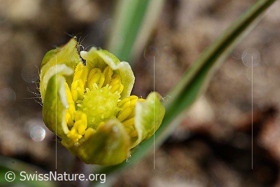 Foto: Pyrenäen-Hahnenfuss (Ranunculus kuepferi). Flower shortly before opening.
