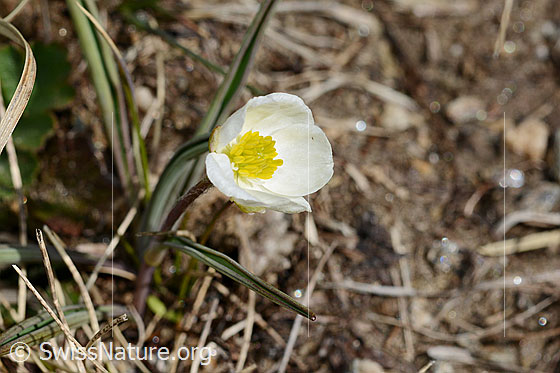 Foto: Pyrenäen-Hahnenfuss (Ranunculus kuepferi). Blüte.