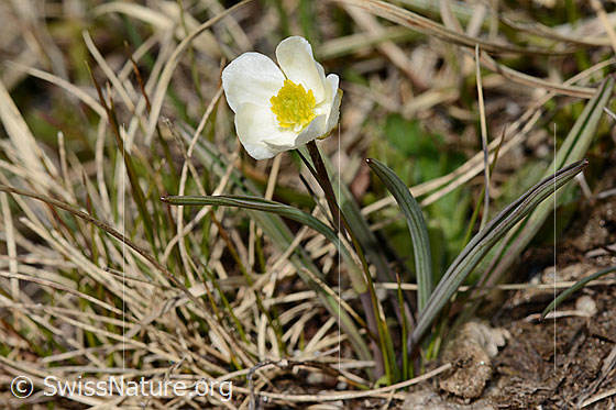 Foto: Pyrenäen-Hahnenfuss (Ranunculus kuepferi). Ganze Pflanze (Habitus).