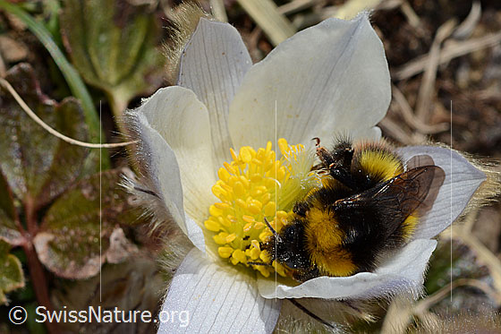 Foto: Wahrscheinlich Distelhummel (Bombus soroeensis) auf Frühlings-Anemone (Pulsatilla vernalis). Länge 15 - 17mm. Königin. Auch Glockenblumen-Hummel genannt. Ansicht von schräg vorne.