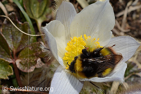 Foto: Wahrscheinlich Distelhummel (Bombus soroeensis) auf Frühlings-Anemone (Pulsatilla vernalis). Länge 15 - 17mm. Königin. Auch Glockenblumen-Hummel genannt. Ansicht von oben.
