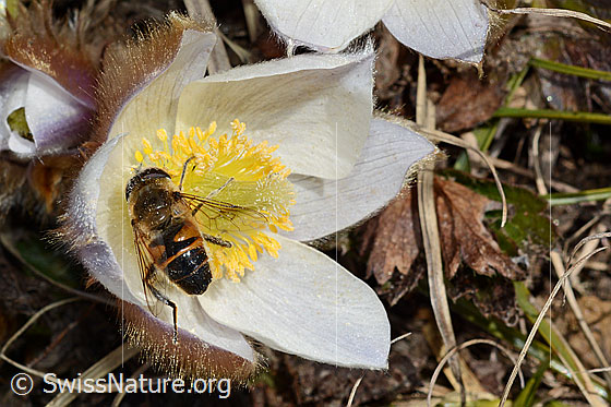 Foto: Mistbiene (Eristalis tenax) auf Frühlings-Anemone (Pulsatilla vernalis). Ansicht von oben.