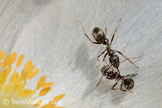 Photo: Two Formica lemani on Pulsatilla vernalis. Length 4.5 - 6.5Mm.