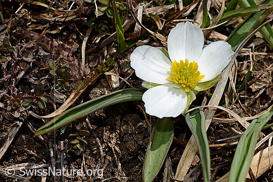Foto: Pyrenäen-Hahnenfuss (Ranunculus kuepferi). Blüte.