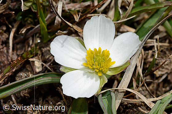 Foto: Pyrenäen-Hahnenfuss (Ranunculus kuepferi). Blüte und Blätter.