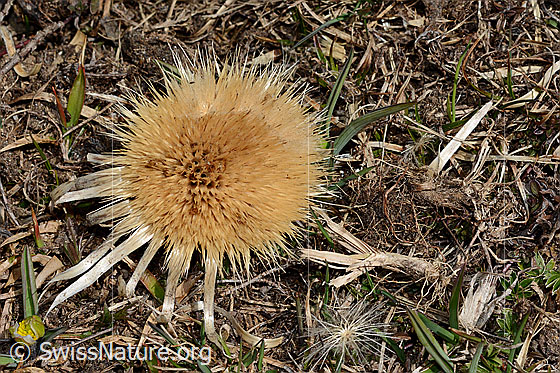 Foto: Silberdistel (Carlina acaulis ssp. caulescens). Verblüht.